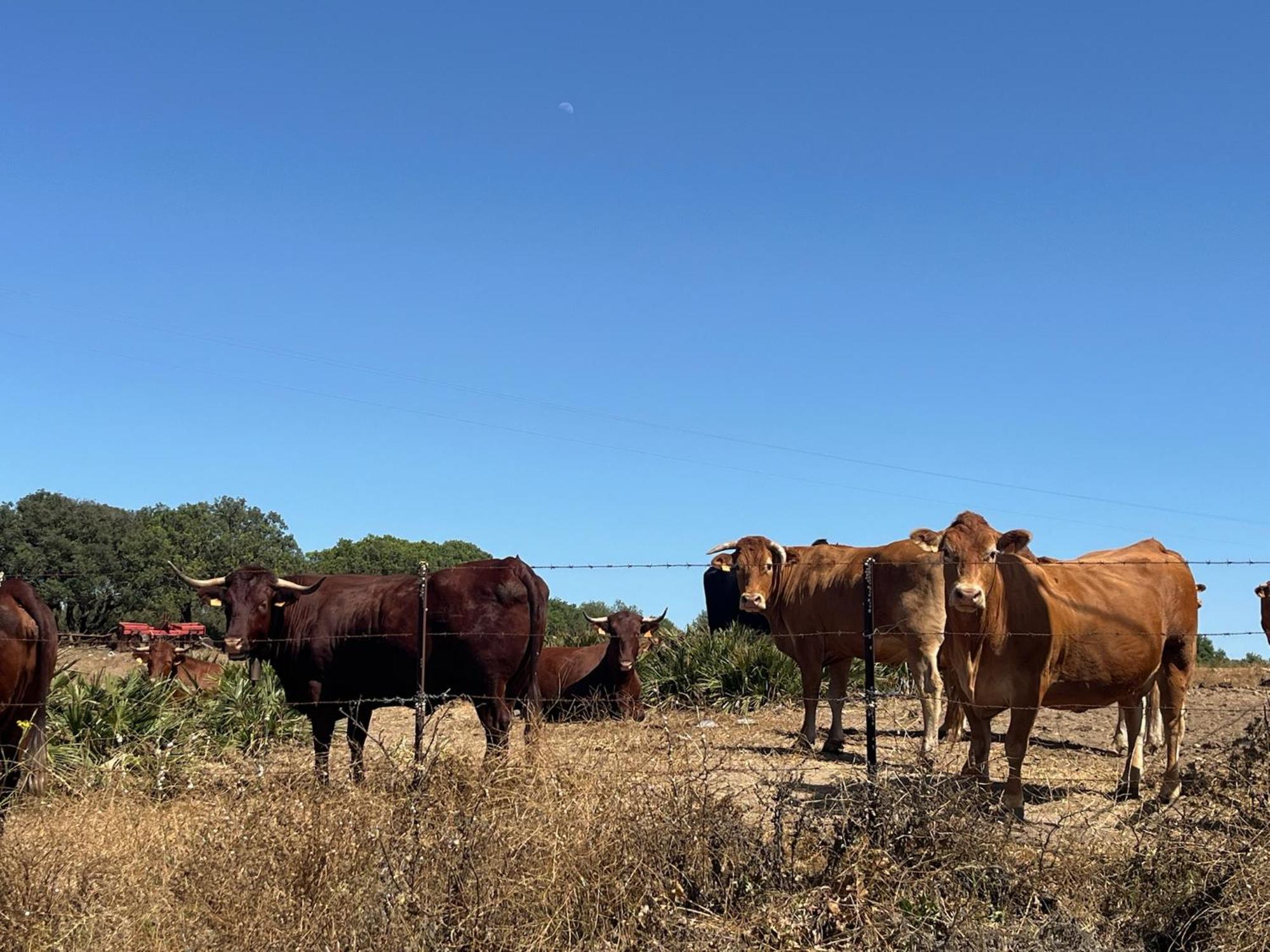 Finca La Vina Vejer de la Frontera Zewnętrze zdjęcie